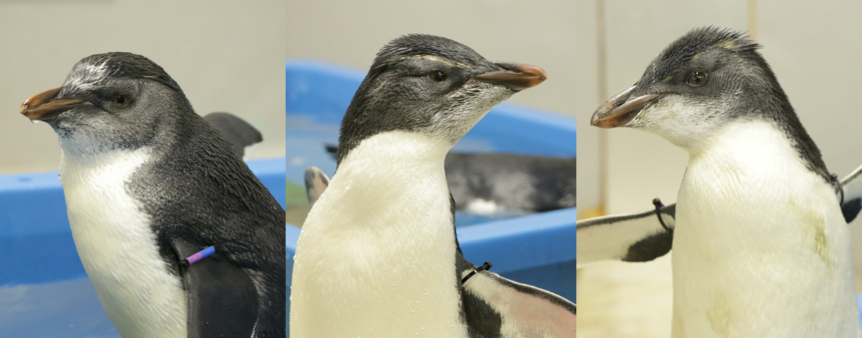 仙台うみの杜水族館にミナミイワトビペンギンの赤ちゃん登場！秋イベントも必見