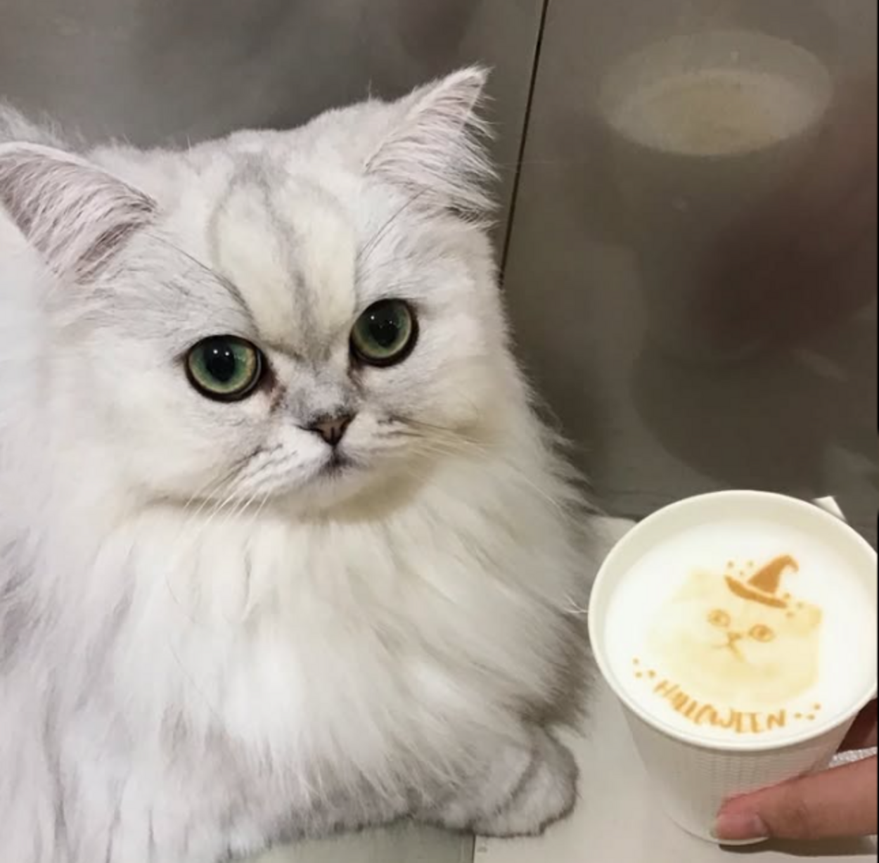 Cat Cafe MOFF 仙台PARCO店.png