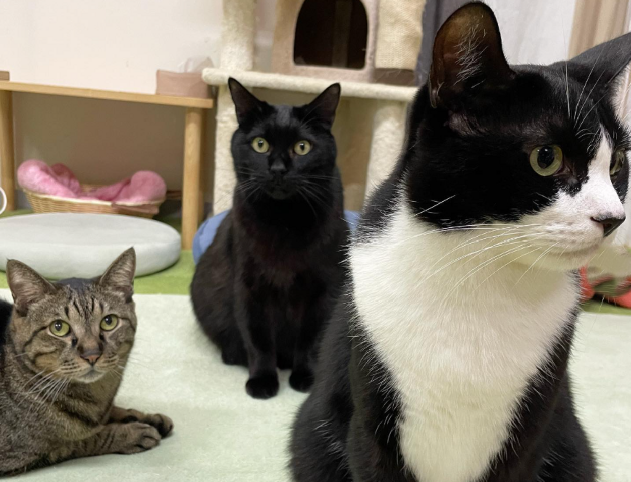 保護猫カフェ あいきゃっと.png