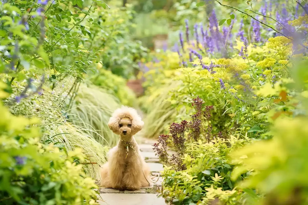 わんこ入園無料！チューリップ揺れる熱海【ACAO FOREST】プロの撮影会＆犬グッズ充実マルシェも集結！春の絶景観光