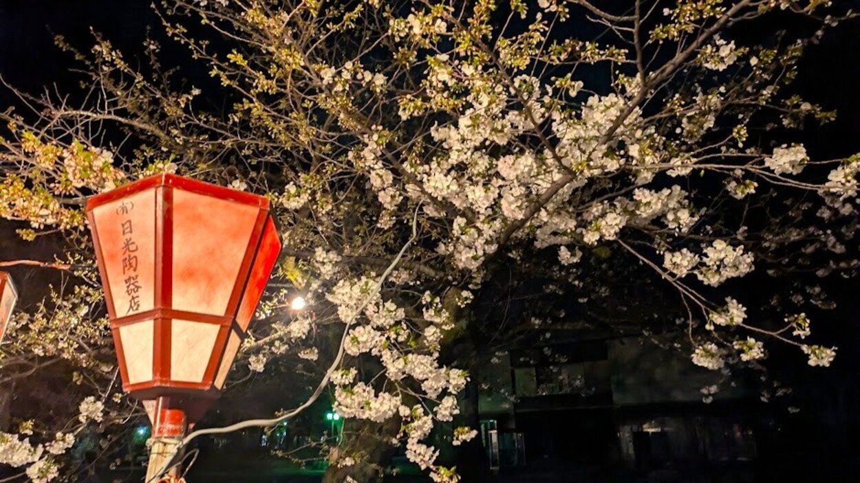 三島桜②R8.3.26.jpg