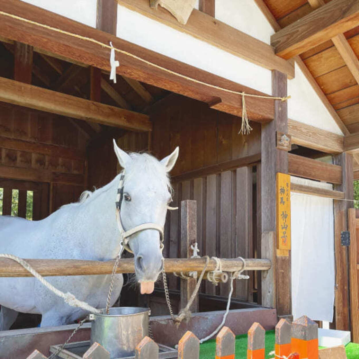 賀茂別雷神社 (2).jpg