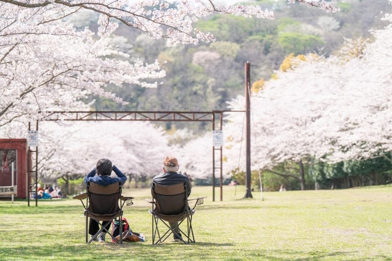 今週末が見頃！【穴場お花見スポット】400mの桜トンネル&キッチンカーも出店！爽快すぎる景色とホワイトタイガーを満喫