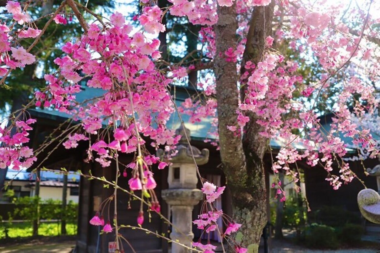 枝垂れ桜.jpg