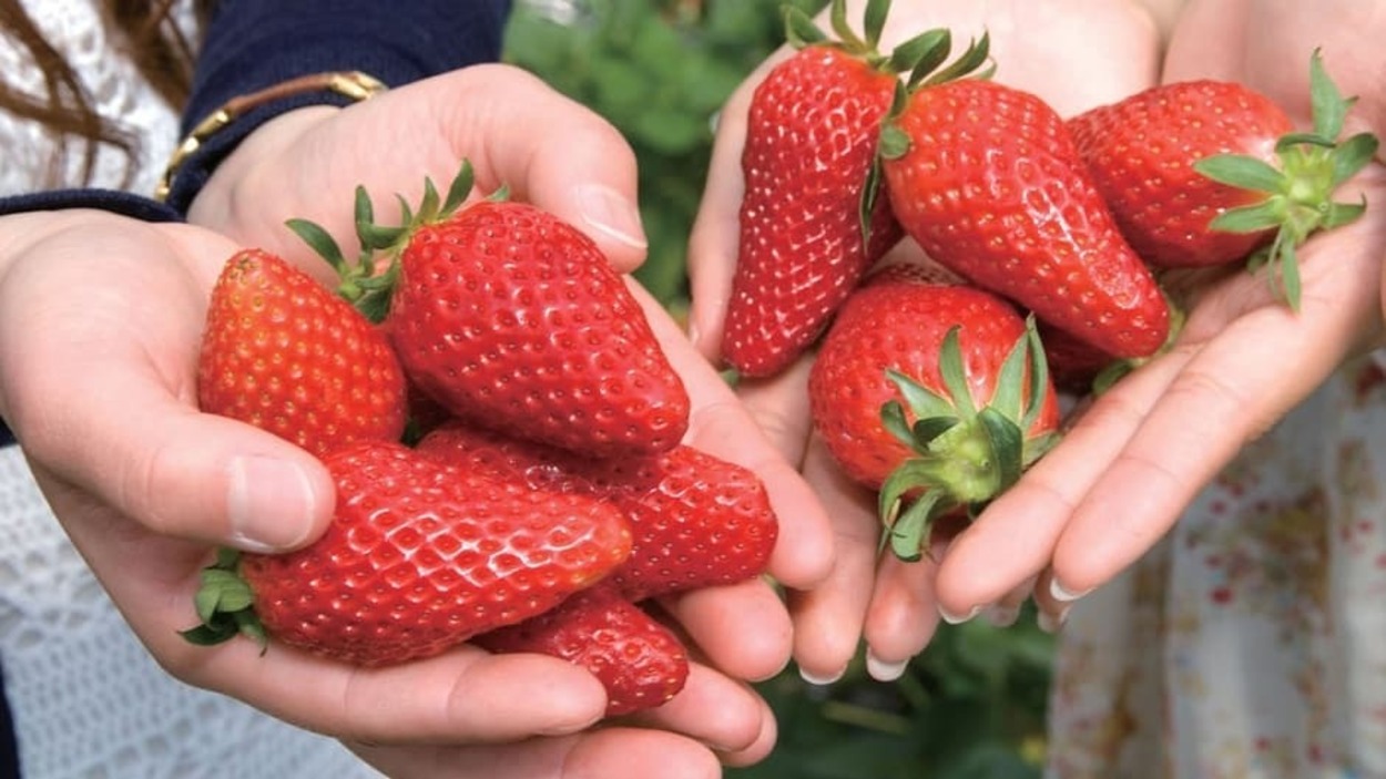 最高かよ…！【鰻＆いちご食べ放題】浜名湖の絶景温泉 “お腹の幸せ大渋滞” 神プランがすごすぎた…「冬春のご褒美ぜんぶ乗せ旅行♪」