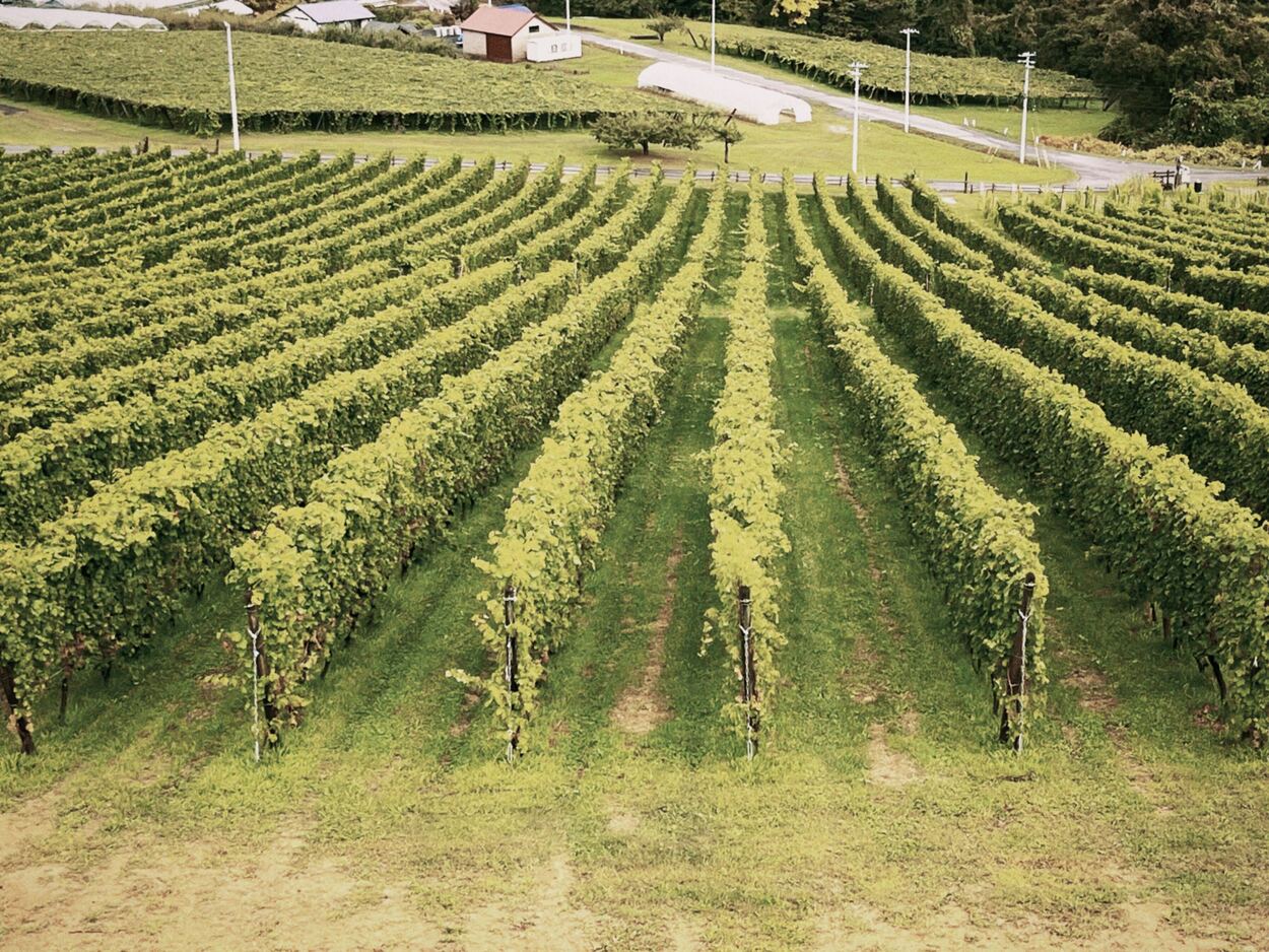 25_NIKI Hills Winery_丘の上のブドウ畑.jpg