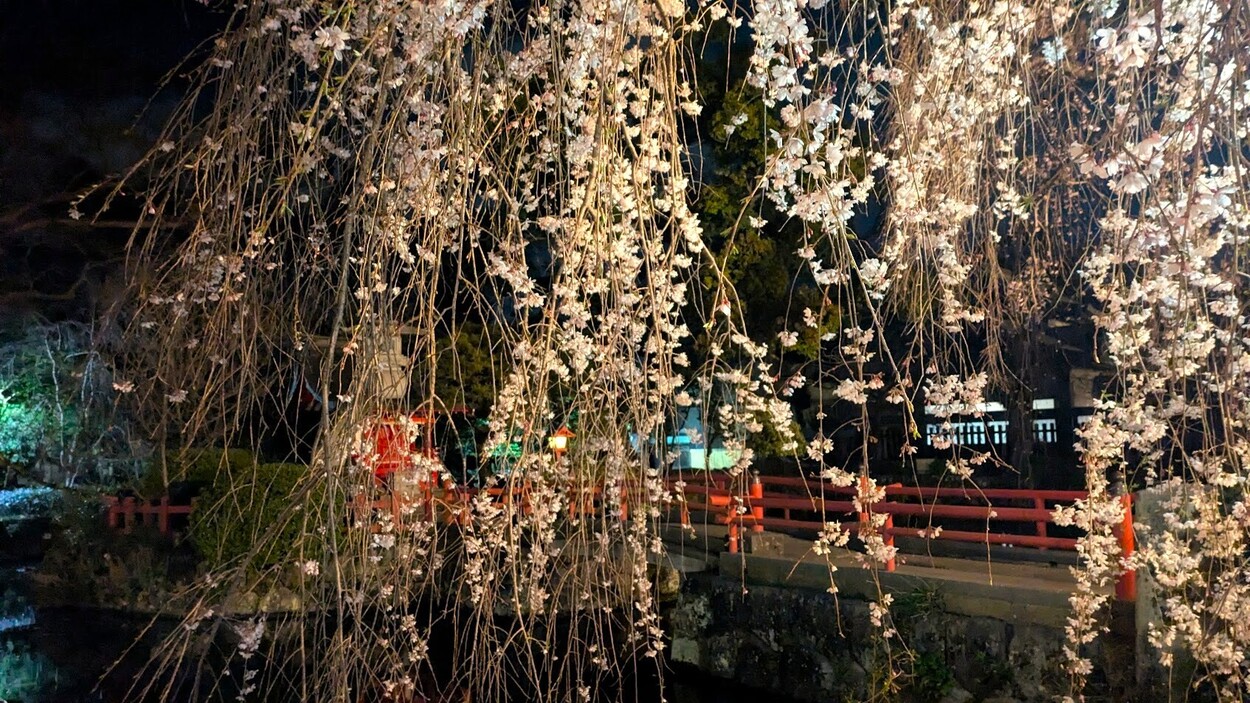 枝垂れ桜①　R8.3.26.jpg