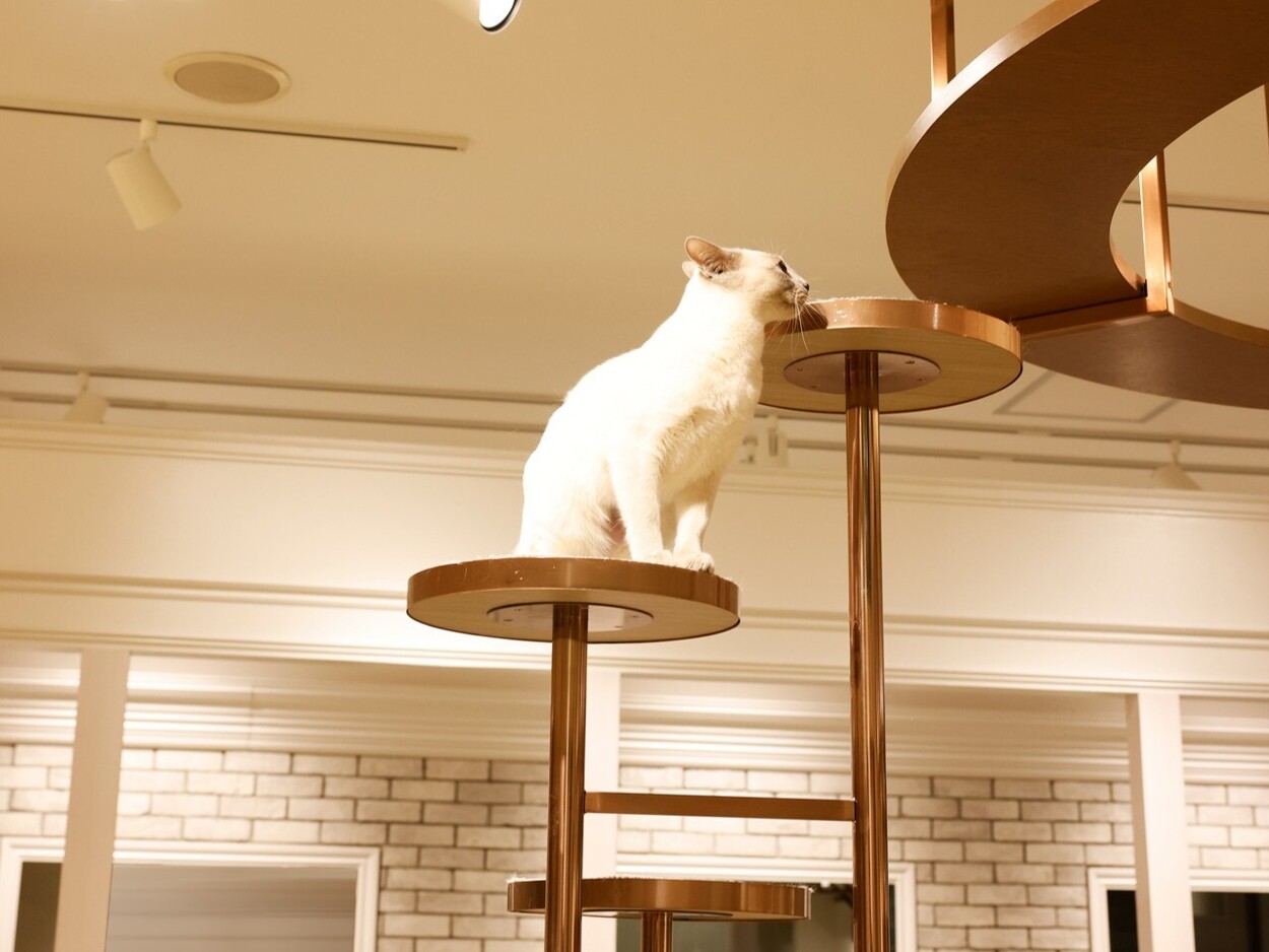 キャットラウンジ ノンノン ザ・モール仙台長町店.jpg