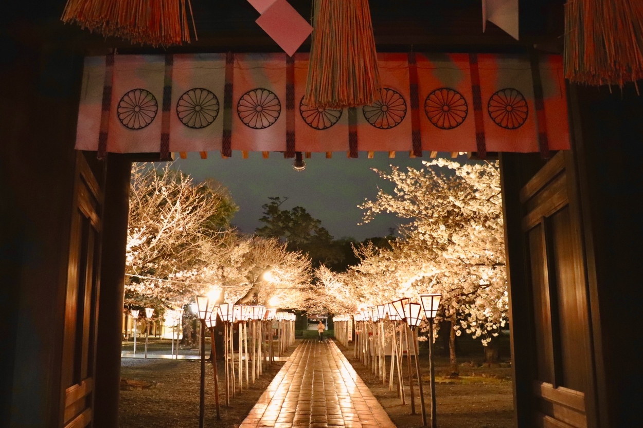 【三嶋大社】地元民ガチ推し！夜の神域がヤバい♡15種200本の桜が「水鏡」に映る！今すぐ行くべき幻想的な絶景レポ