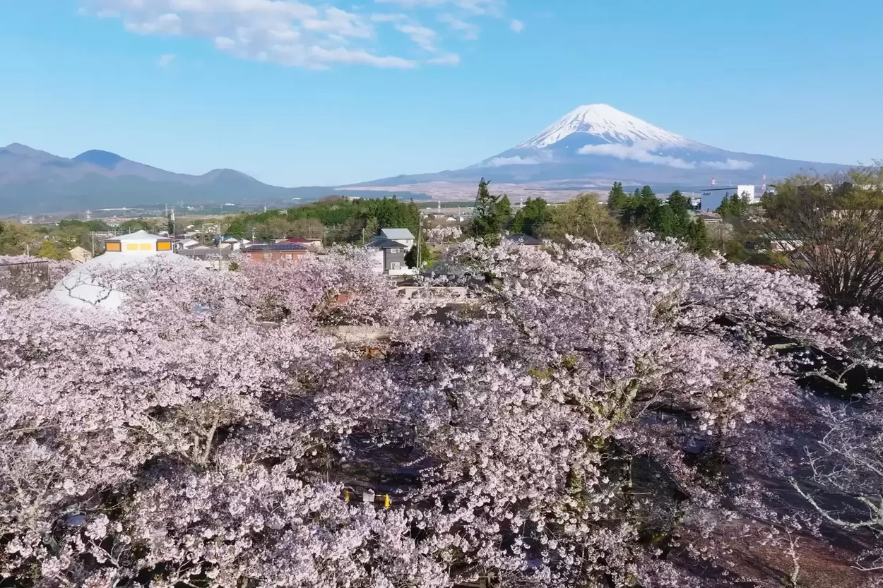 圧巻！5,000本の桜のトンネル【御殿場 時之栖】「静岡屈指の絶景スポット」「絶品グルメと地ビールも満喫♡」夜桜ライトアップも