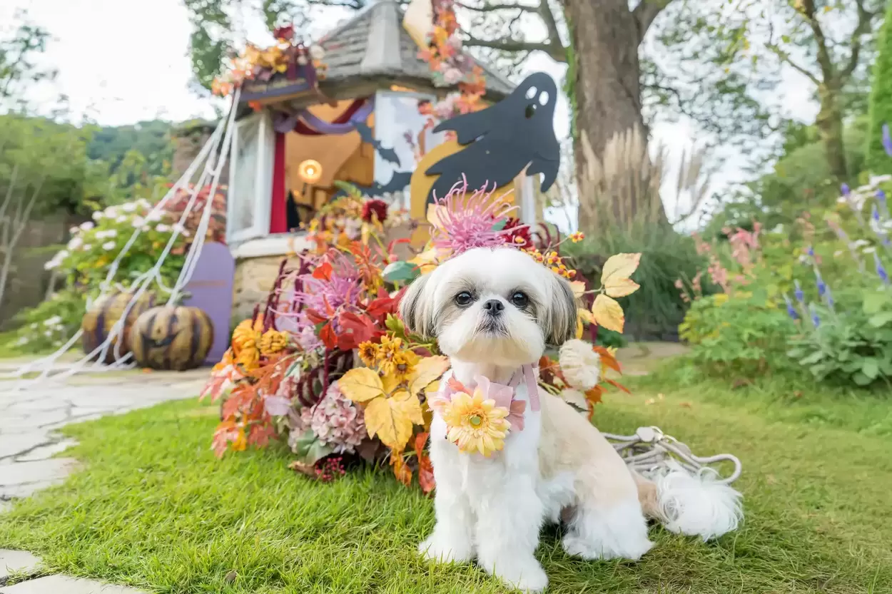 1日限り！ワンちゃん同伴料無料【熱海】愛犬と一緒に絶景ハロウィンパーティ♪マルシェ＆仮装フォトを楽しもう
