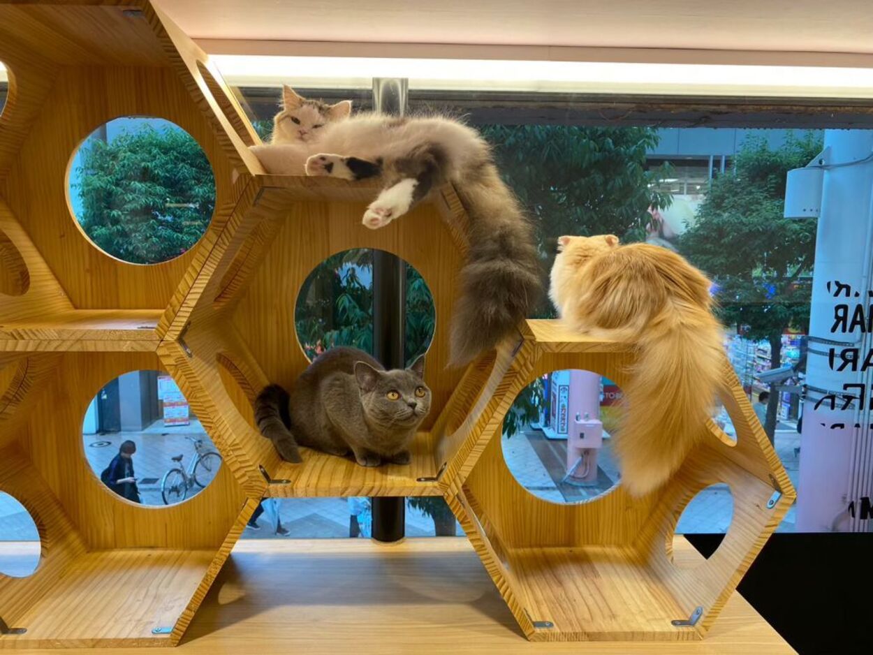 猫カフェ Puchi Marry.jpg