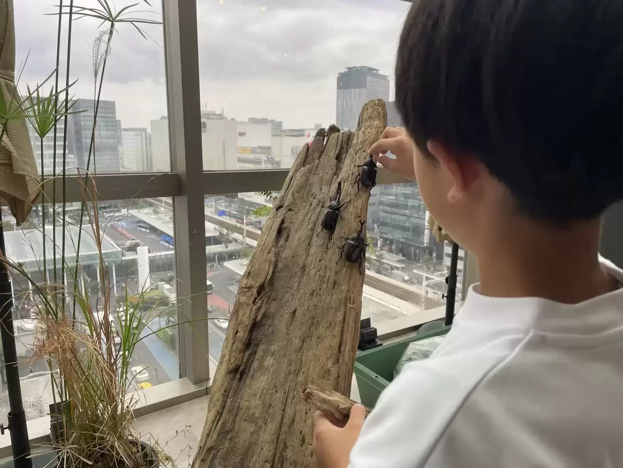 水族館にカブトムシ降臨!?【世界最大級】ヘラクレスとふれあえる!シール無料!子ども大熱狂♡街中“涼スポット”で思い出作り