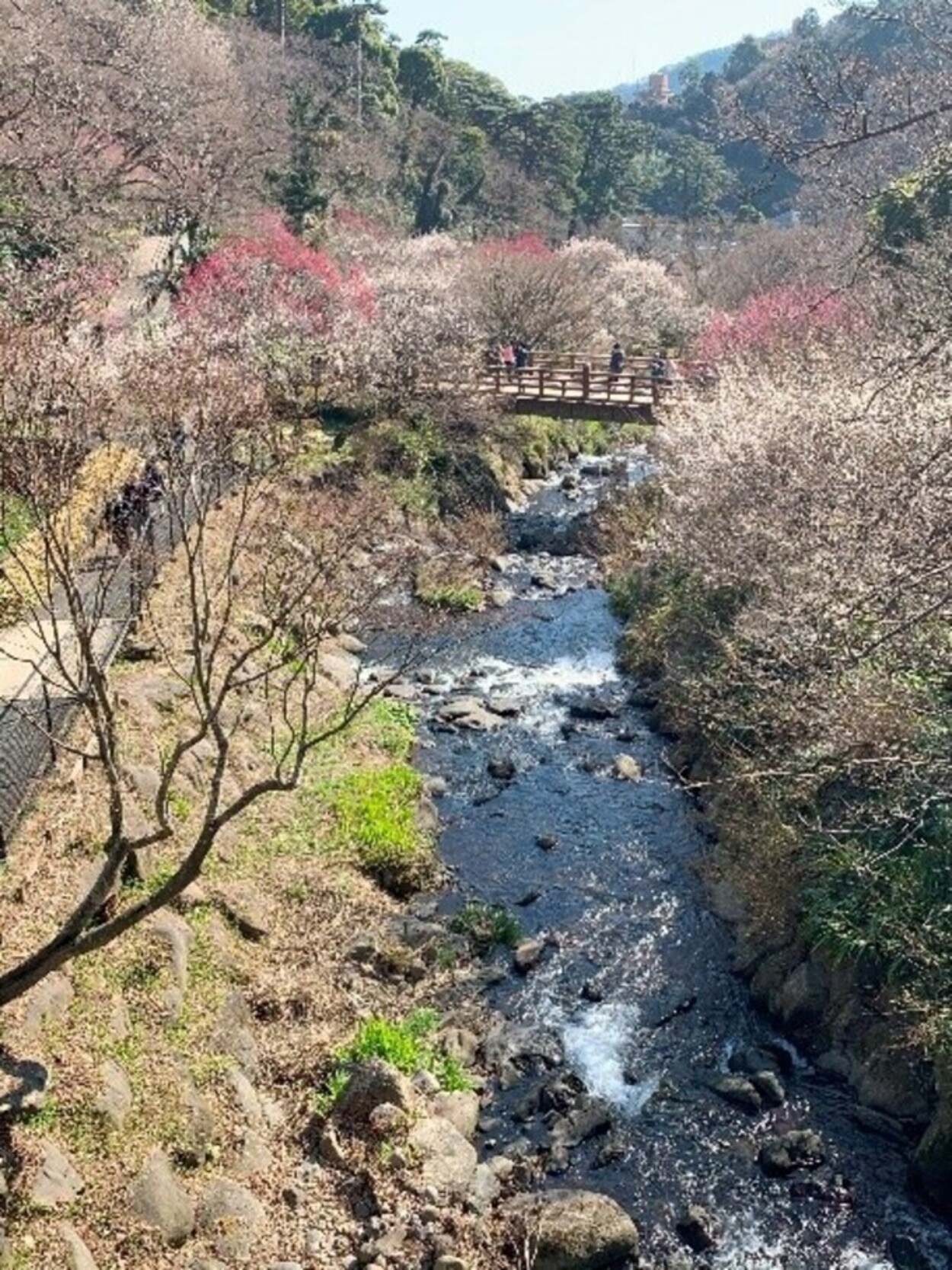 熱海梅園川.jpg