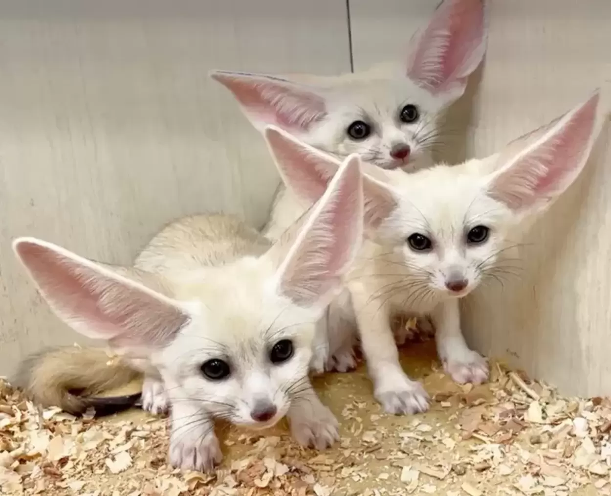悶絶級の可愛さ…♡【マークイズ静岡】に “ほぼぬいぐるみ” 状態の3つ子の赤ちゃん誕生！今だけの「ちいさなモフモフ」に癒やされちゃって♪