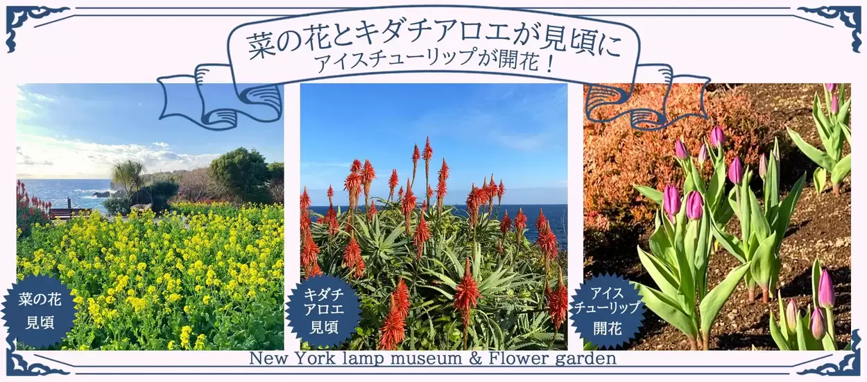え、冬なのに満開！？【伊豆】“魔法” のチューリップとアロエ＆菜の花のカラフルな共演♪海が見える絶景ガーデンで春を先取り！