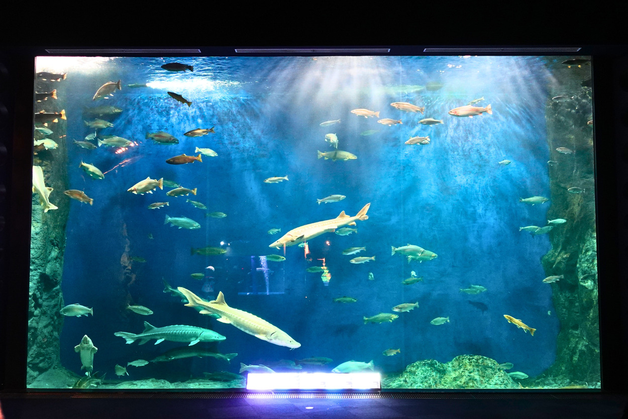 サケのふるさと 千歳水族館2.jpg