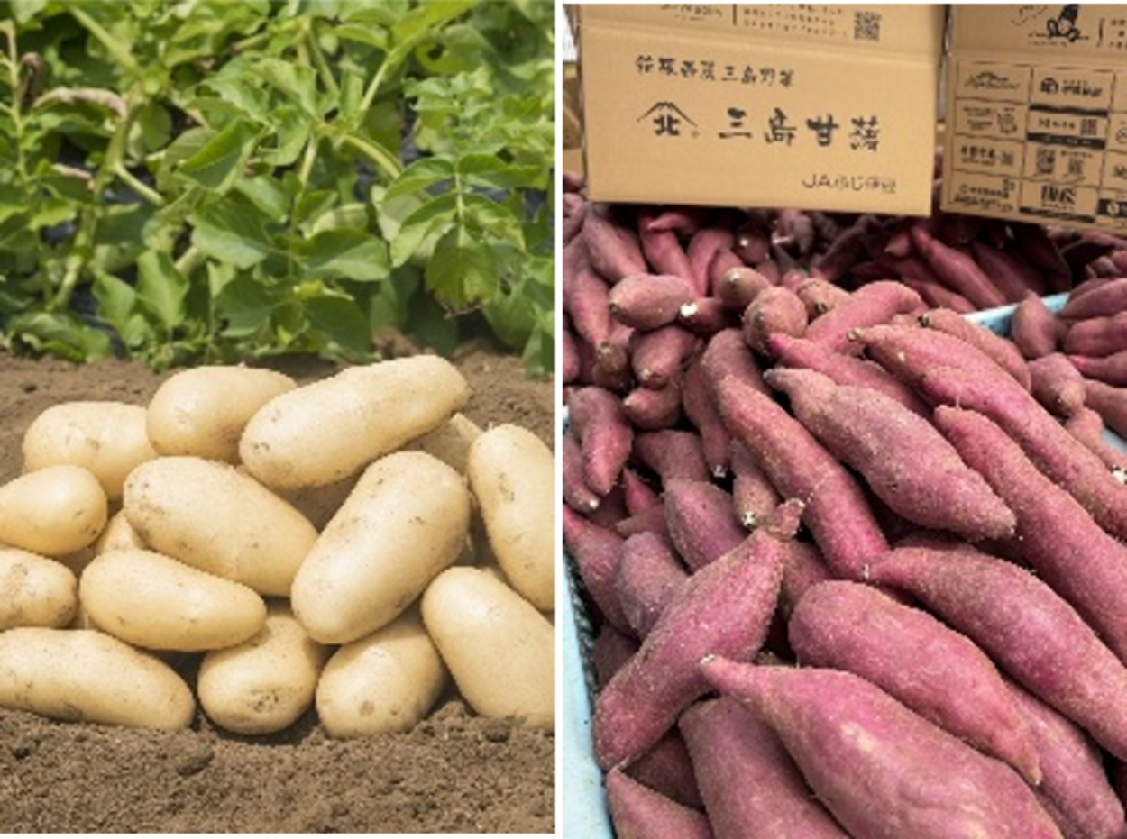 三島野菜.png