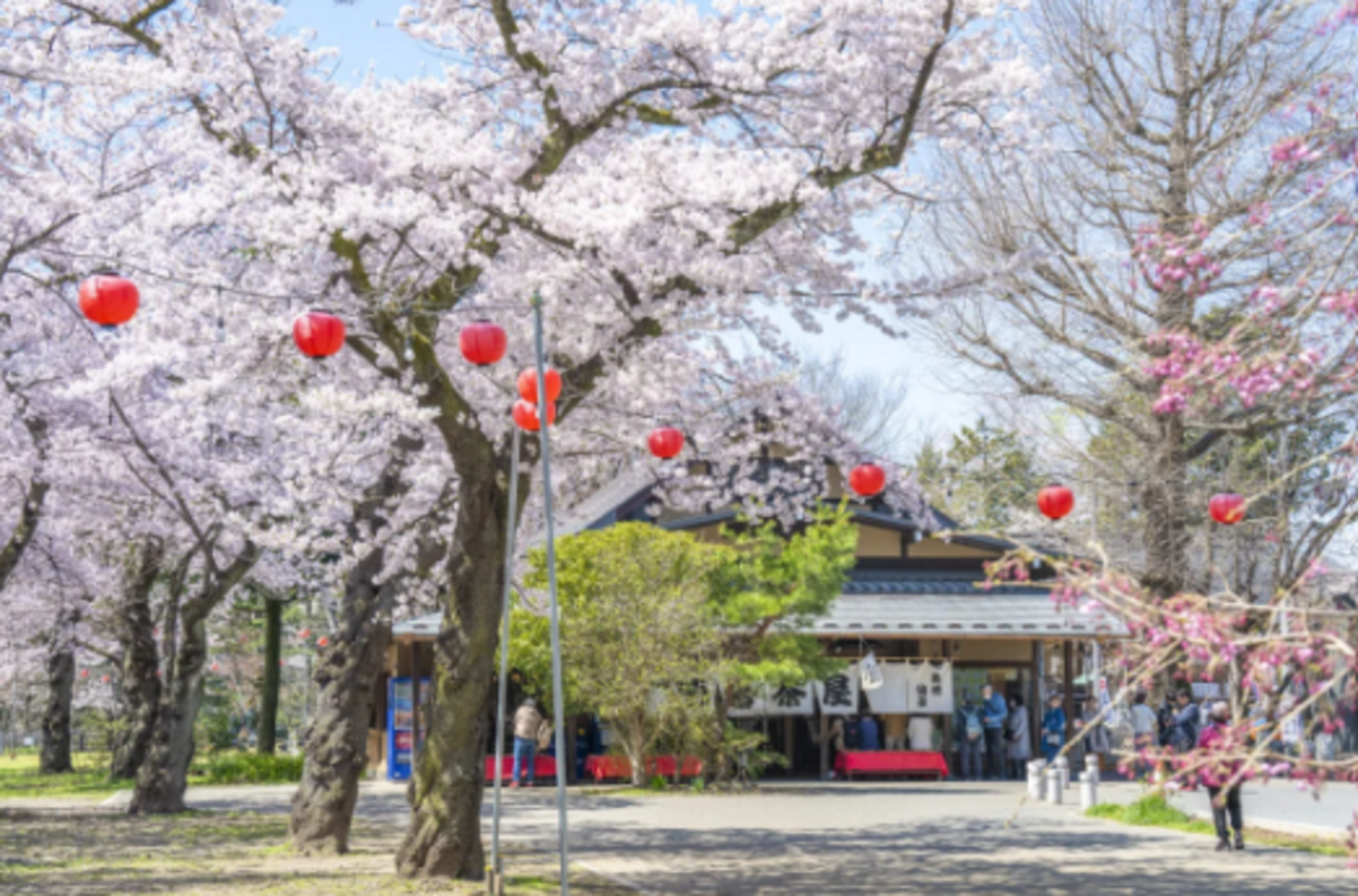 西公園_桜.png