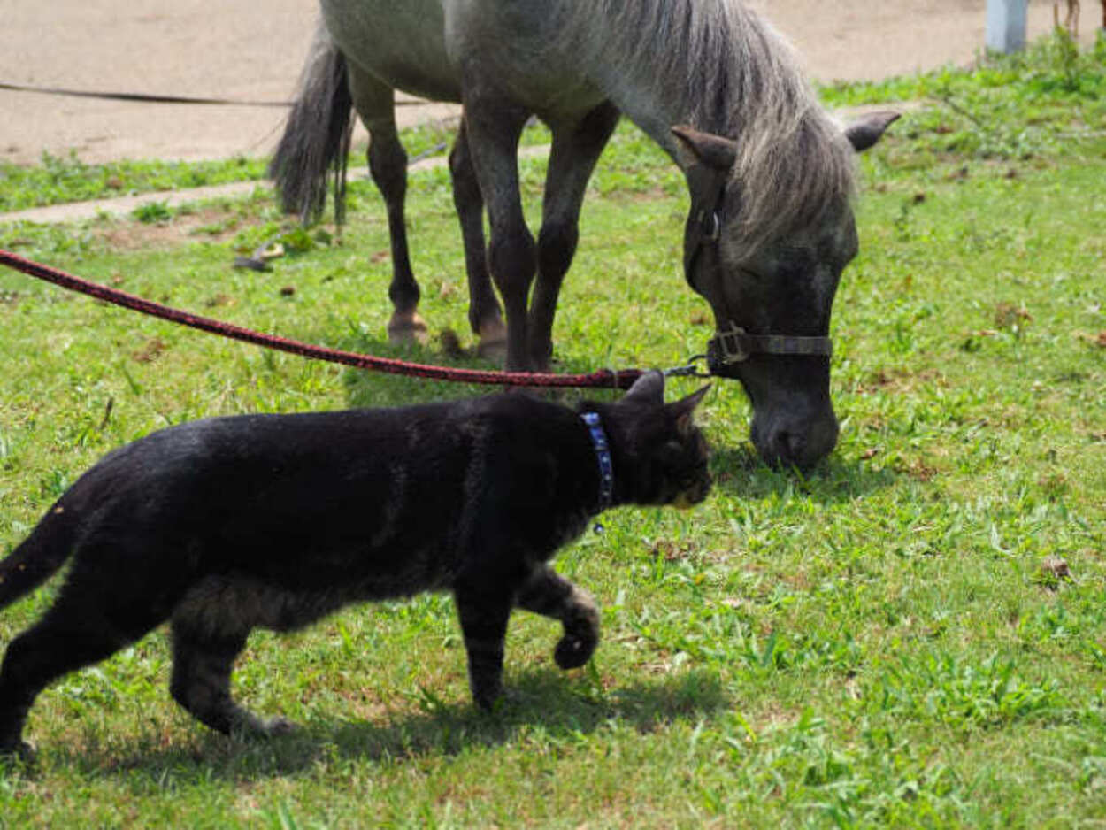 神田明神 (2).jpg