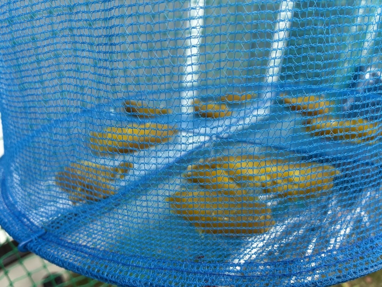 元気くん市場干し芋外.jpg