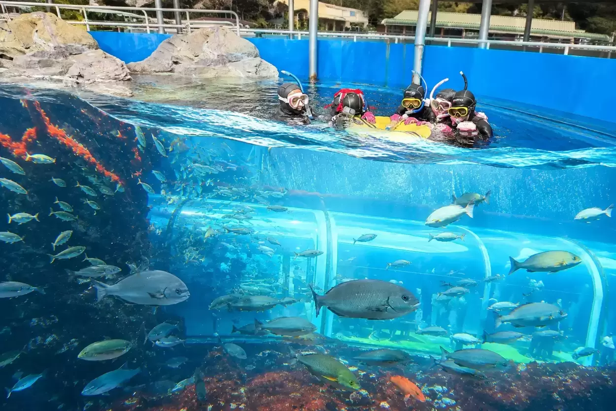 1万匹の魚と泳げる“新体験”今だけ6,000円って神!【下田海中水族館】新プログラムが感動モノ!今行かなきゃ一生後悔(泣)