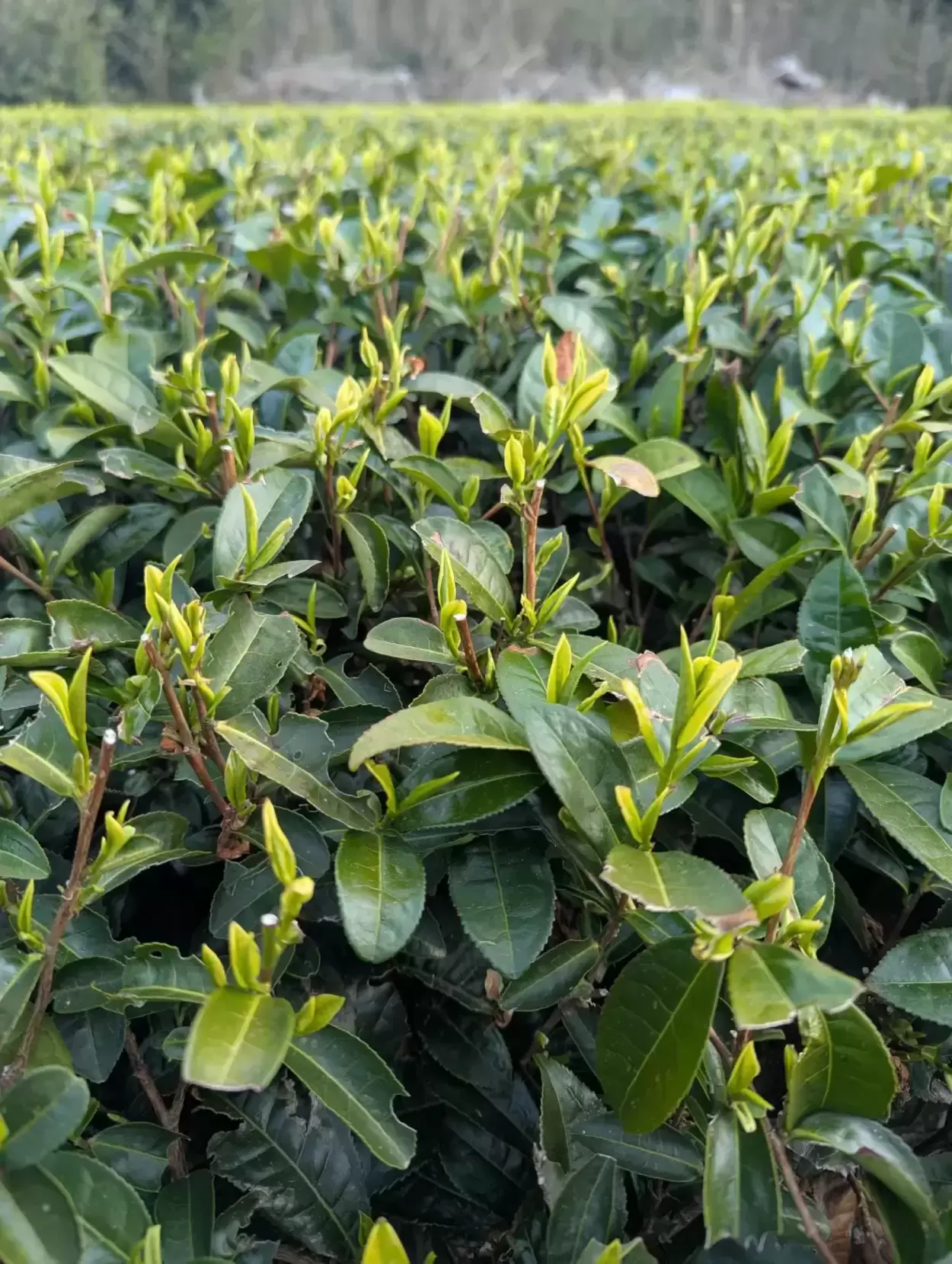 日本一早いお茶摘み体験！レア品種の茶葉が摘める【グリンピア牧之原】SNS映えバツグン！？茶娘に変身＆ななやの抹茶スイーツも