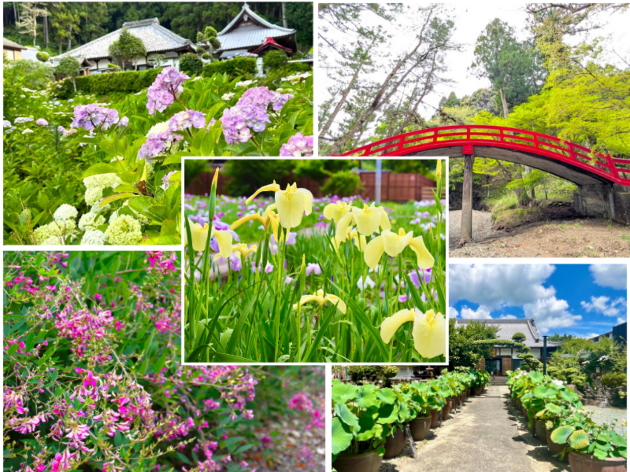 【2026年最新】森町で初夏の花めぐり！あじさい寺から小國神社まで「家族で楽しむ」おすすめドライブコース
