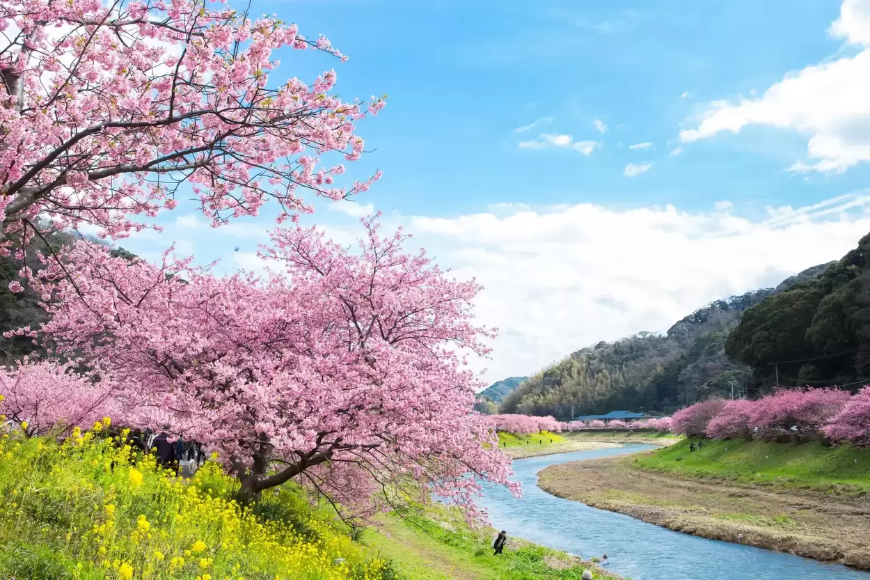 専用の「夜桜バス」が神すぎる…!800本の桜並木×菜の花【南伊豆】コスパ最強◎静岡グルメ食べ飲み放題付きの贅沢プラン♪