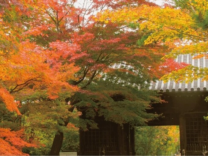 輪王寺 紅葉.jpg