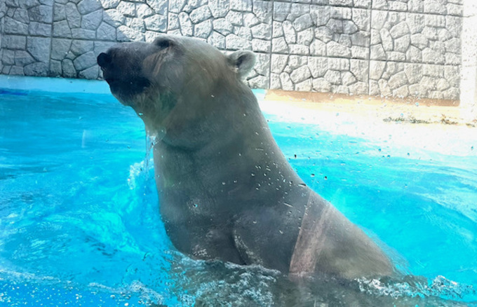 【日本平動物園】「日本一大きいシロクマ？！」今夏うまれたレッサーパンダの赤ちゃんにも会えるかも