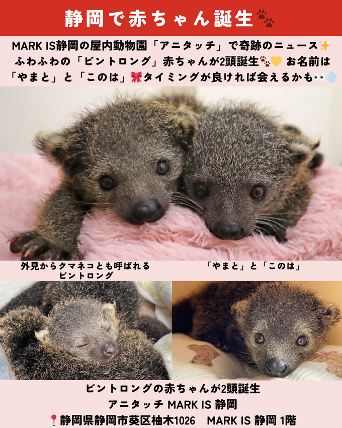 1011_静岡ニュース (7).png