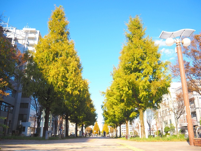 駅から徒歩5分で紅葉を満喫!?【浜松のおすすめスポット】地元民が推す!まるで絵画のような「メタセコイア並木」
