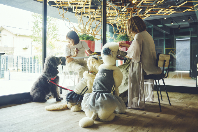 愛犬とプリクラが撮れる♪【静岡市】「シェフこだわりの贅沢ランチが2,000円って正気!?」飼い主も愛犬も一緒に楽しめる『1HOTEL(ワンホテル)』