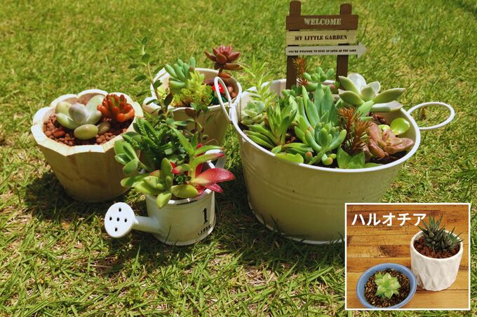 多肉植物の寄せ植え（日当たり）.jpg