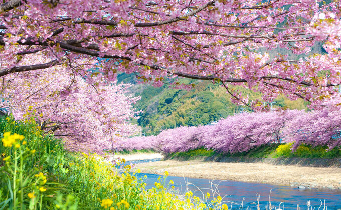 桜の季節がやってきた!【稲取温泉】「毎年人気のイベントがついにスタート」日本最大級の雛段飾り