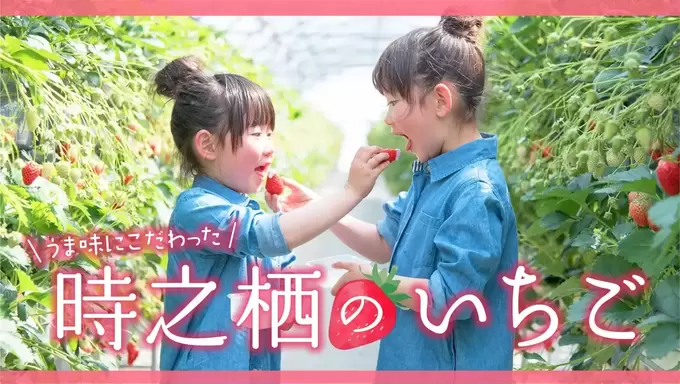 週末ドライブはここに決まり！贅沢な【いちご食べ放題】練乳とチョコ“ダブル使い”で大満足！子連れ神スポット