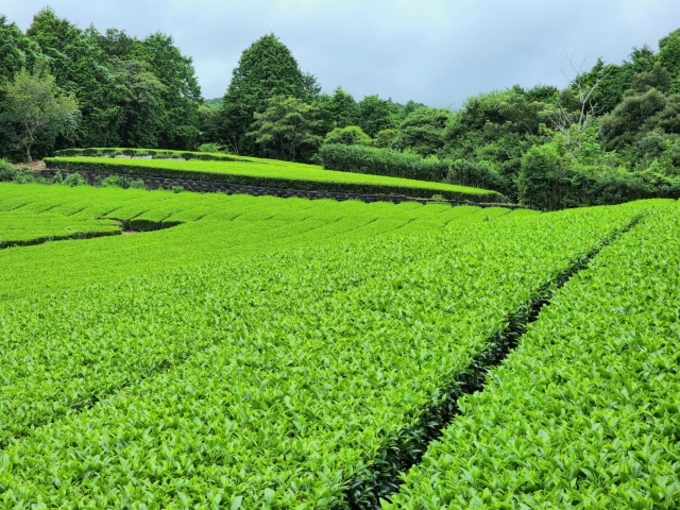 【静岡市】9月3日（日）「年に一度だけって知ってた？」歴史的なお茶イベント