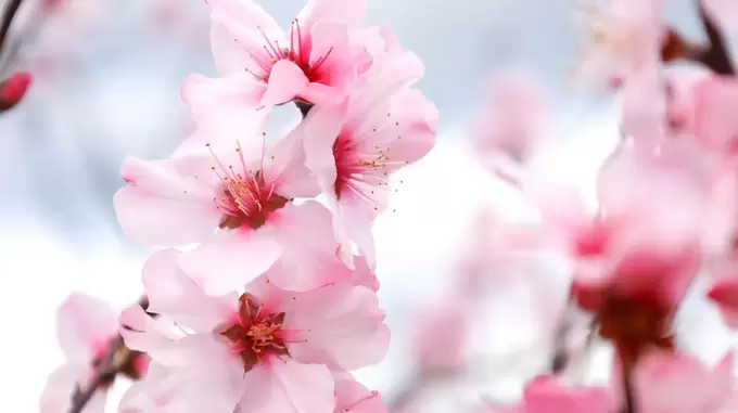 250318_almond2.webp