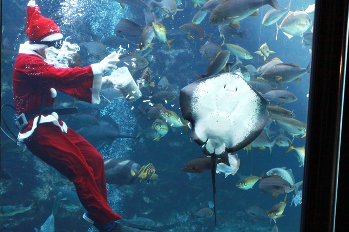 【下田海中水族館】サンタクロースの餌付けショー001.JPG