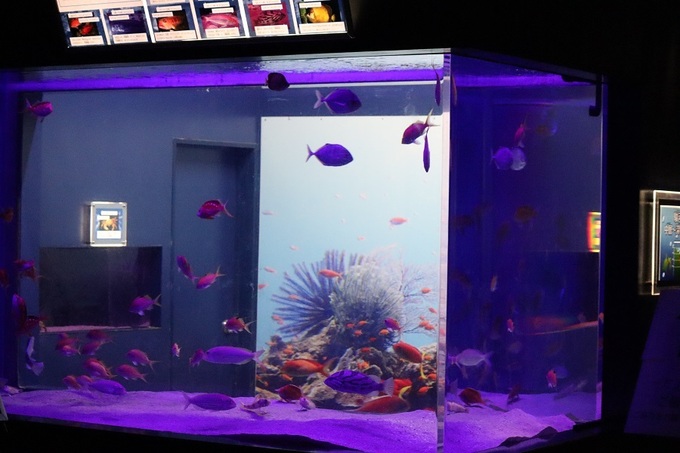 mitosea018.JPG