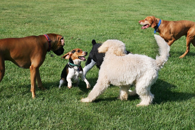 「え、愛犬にマッサージしてもらえる！？」【御殿場市】富士山を眺めながら楽しめる♪ドッグフェスティバル