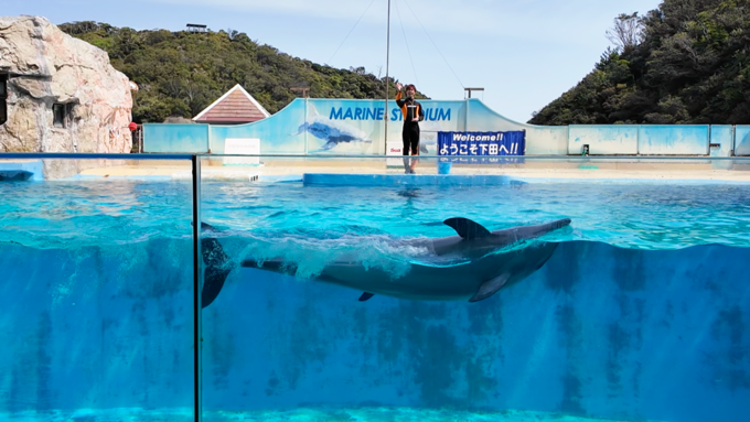 下田海中水族館_水中ショー2.png