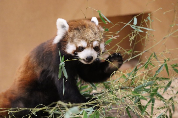 1年に1回だけ！レッサーパンダの聖地【日本平動物園】の限定イベントがアツい！「夜の動物たちも特別に公開♪」こりゃ行かなきゃ損だわ～！
