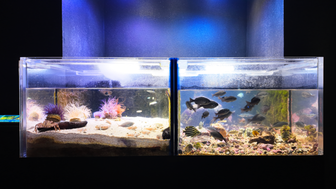 下田海中水族館_魚の展示2.png