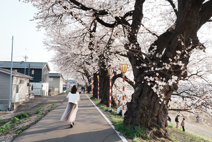 圧巻!1,200本の桜のトンネル【白石川提一目千本桜】「東北NO.1の桜名所」でしか買えない【菓匠三全】限定スイーツも