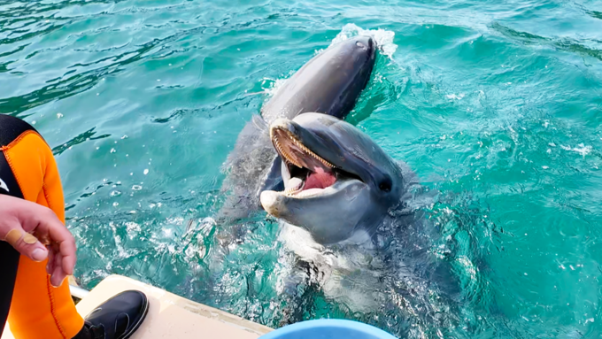 下田水中水族館いるか.png