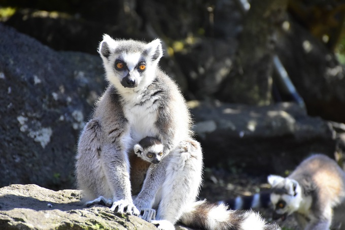 今だけ！かわいすぎる赤ちゃんが見られるよ♪【伊豆シャボテン動物公園】ワオキツネザルのベビーラッシュ