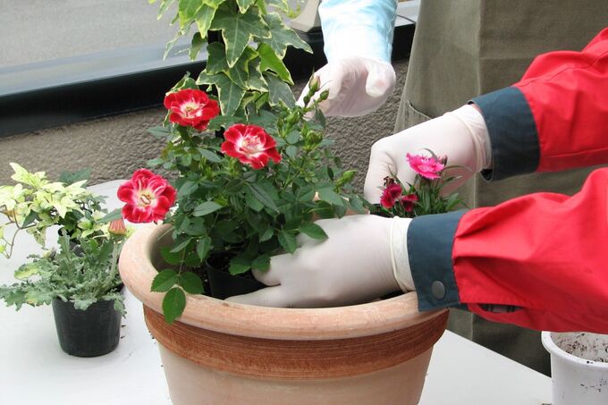 植える前に配置を確認.jpg