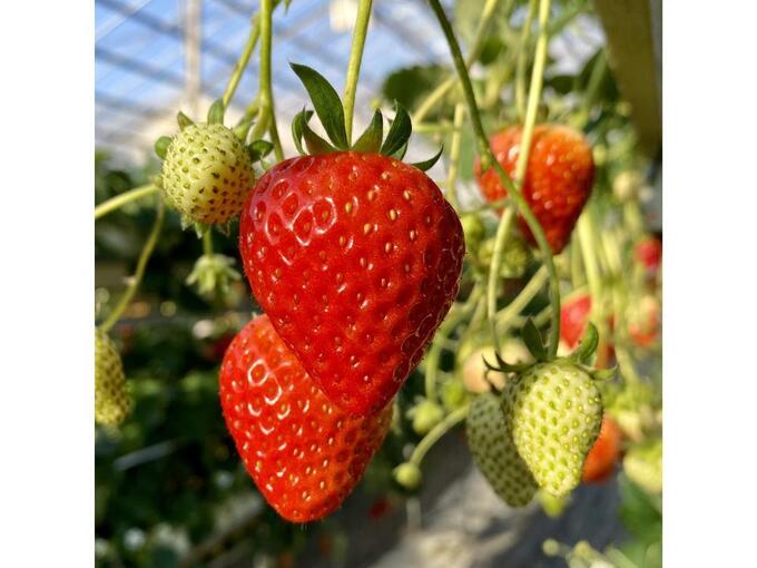 yesstrawberry (1).jpg